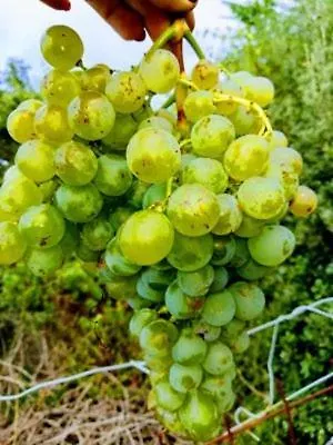 Alojamento de Turismo Rural I Tre Grappoli Vila Corniglia